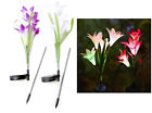 2227 Diny Home Solar Flower Garden Stake Lights Pack 097958022277