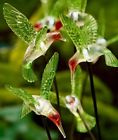 3201460 Afoyft Hummingbird Solar Light Garden Stake Yard Lawn Art Outdoor
