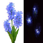 629768793223 Unbranded Solar Power Hyacinth