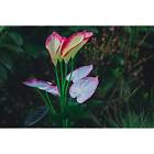680140557932 Bluestarxl Solar Figurine Lights Calla Lily Decorative Garden