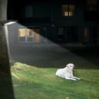 84955 Led Solar Light Mulcolor Outdoor Wireless Waterproof Motion 719412184955