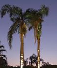 Ptl4-16 Magic Garden Lighting Co Palm Tree Light Kit