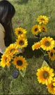 6PCS Solar Sunflower Lights Outdoor Garden Decor Waterproof Led Pathway. Fixed Price $69.99.