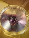 Philips 50WATT Halogen Par 36 Spot Light Bulb 12 Volt . 228593 ( Lot Of 24). Fixed Price $48.75.