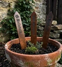 Witch's Garden Stake Set Belladonna Henbane Mandragora Dark Walnut. Fixed Price $36.00.