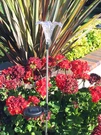 2-PC Outdoor Solar Garden Lily Flower Stake Color Change Led Light. Fixed Price $22.99.