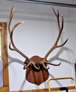 Elk Antlers Mount X 6, 40" Width, 48" Tall, 20" Point Local Pickup Only!. Fixed Price $2200.00.