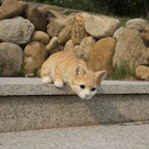 Orange Tabby Cat Looking Over Ledge Garden Statue Decor Home Ornament. Fixed Price $35.41.