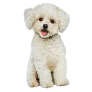 Collections Etc Realistic Bichon Fris? Outdoor Garden Stake. Fixed Price $24.99.