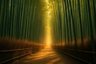 Kyoto Bamboo Forest Path Golden Light Poster Print Framed Canvas Wall Art. Fixed Price $49.69.