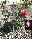 Garden Decoration Solar Powered Color Changing Pathway Lawn Patio Stake Light. Fixed Price $16.99.