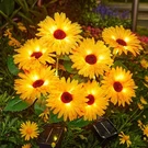 4 Pack Outdoor Solar Garden Lights With 16 Glowing Daisy Flowers & Stems, Wat.... Fixed Price $41.86.