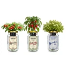 Mason Jar Kit 3 Pack Tiny Tim Tomato Greek Basil Mini Red Bell Pepper Grow. Fixed Price $54.99.